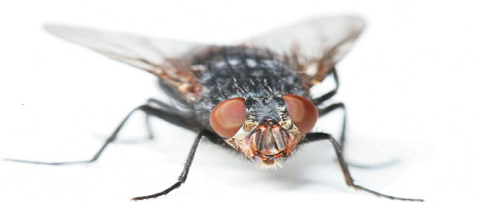 Invaders Pest Control